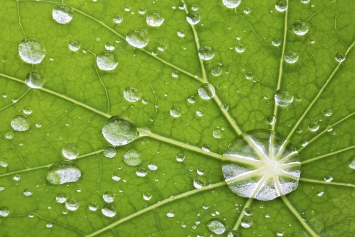 Gerahmter Druck : Wassertröpfchen auf Blatt - Makrodetail. Gerahmter Druck : Wassertröpfchen auf Blatt - Makrodetail.
