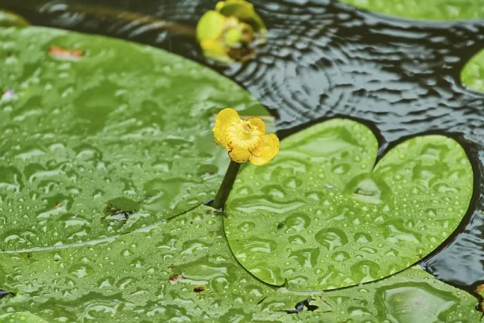Gerahmter Druck : Wassertröpfchen auf einer Blatt in Frühling, Deutschland. Gerahmter Druck : Wassertröpfchen auf einer Blatt in Frühling, Deutschland.