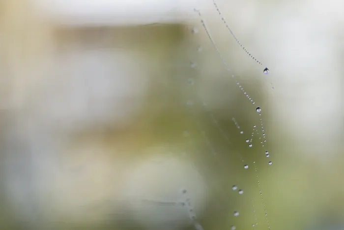 Gerahmter Druck : Wassertröpfchen auf Netz einer Raubnetzspinne. Gerahmter Druck : Wassertröpfchen auf Netz einer Raubnetzspinne.