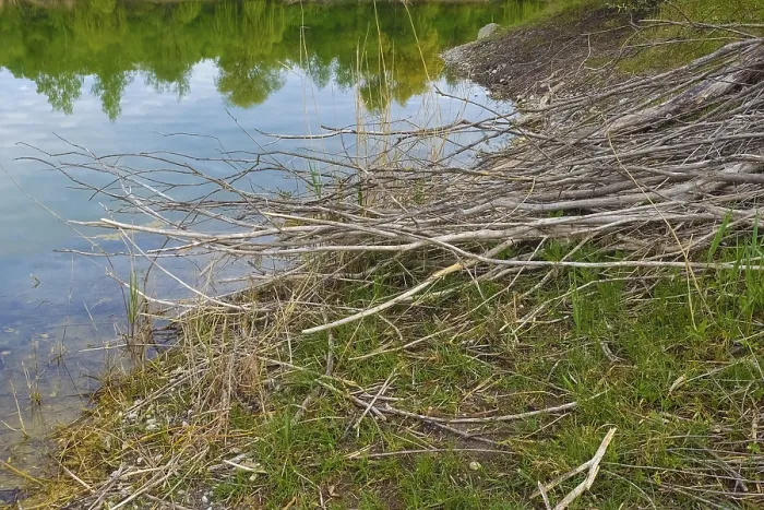 Gerahmter Druck : Wasser, See, Spiegelung, Äste in einem Biotop zur Artenschutz und Naturschutz im Laizer Steinbruchsee im Paultertal Industriegebiet bei Laiz-Inzigkofen im Sigmaringenkreis in Baden-Württemberg Deutschland Gerahmter Druck : Wasser, See, Spiegelung, Äste in einem Biotop zur Artenschutz und Naturschutz im Laizer Steinbruchsee im Paultertal Industriegebiet bei Laiz-Inzigkofen im Sigmaringenkreis in Baden-Württemberg Deutschland