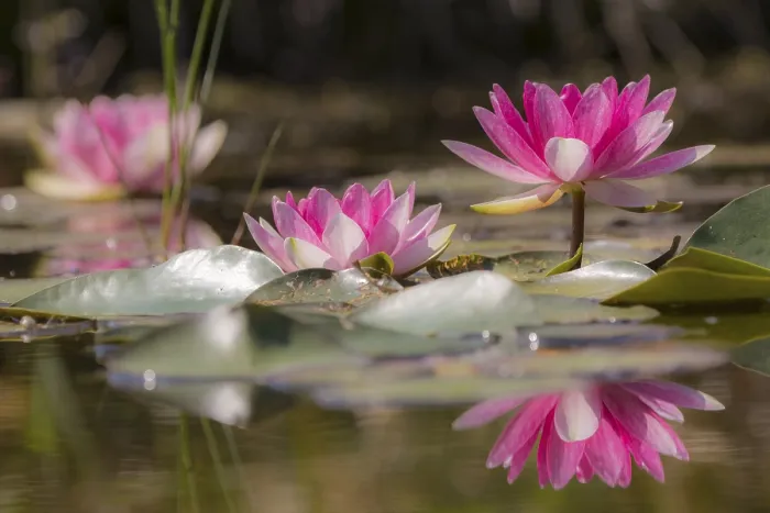 Gerahmter Druck : Wasserschwestern (Nymphaea), Reflexion. Gerahmter Druck : Wasserschwestern (Nymphaea), Reflexion.