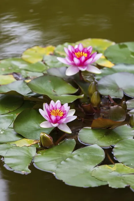 Gerahmter Druck : Wasserschwalbe in voller Blüte. Gerahmter Druck : Wasserschwalbe in voller Blüte.