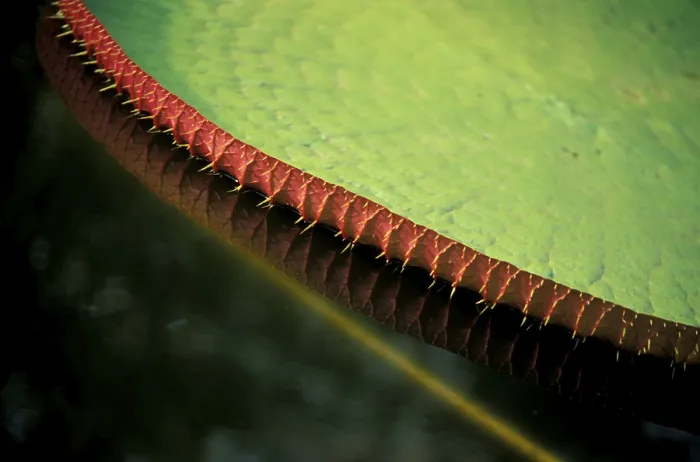 Gerahmter Druck : Wassernilpferd Brasilien Reflexion Gerahmter Druck : Wassernilpferd Brasilien Reflexion