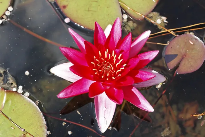 Gerahmter Druck : Wassernilpferd Nymphaea Gerahmter Druck : Wassernilpferd Nymphaea