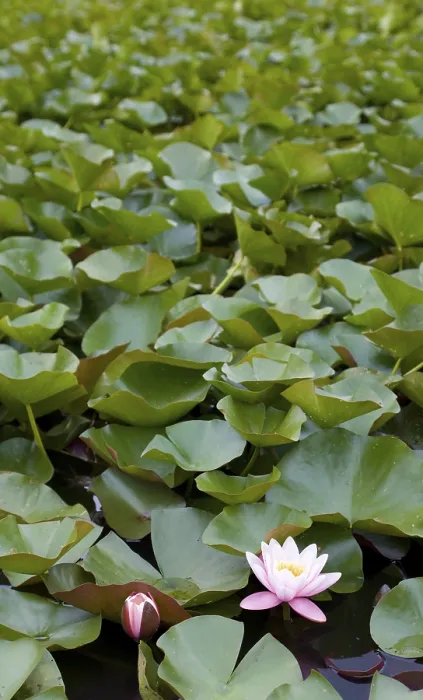 Gerahmter Druck : Eine Wassernilpferd (Nymphaea) Gerahmter Druck : Eine Wassernilpferd (Nymphaea)