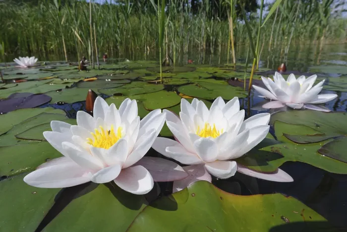 Gerahmter Druck : Wassernilpferd (Nymphaea), schwimmende Blattzone Gerahmter Druck : Wassernilpferd (Nymphaea), schwimmende Blattzone