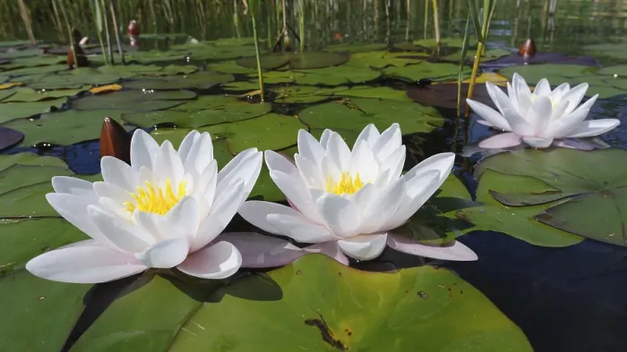 Gerahmter Druck : Wassernilpferd (Nymphaea), schwimmende Blattrohzone Gerahmter Druck : Wassernilpferd (Nymphaea), schwimmende Blattrohzone