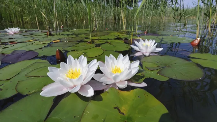 Gerahmter Druck : Wassernilpferd (Nymphaea), schwimmende Blattzone. Gerahmter Druck : Wassernilpferd (Nymphaea), schwimmende Blattzone.