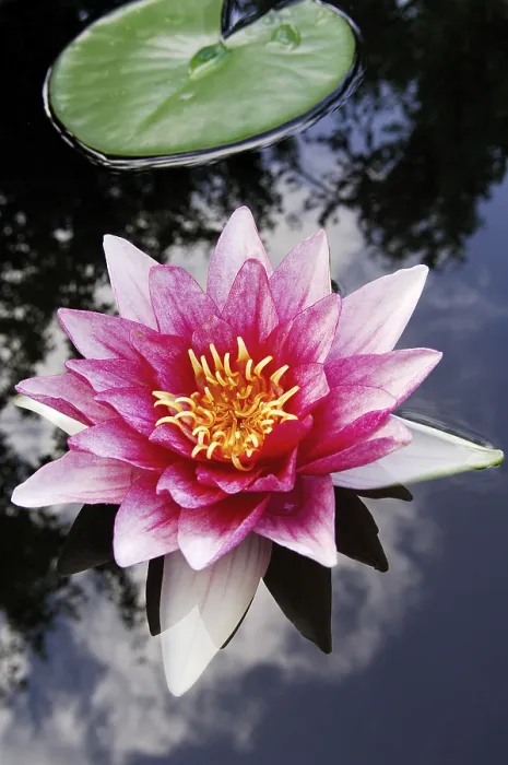 Gerahmter Druck : Wasserschwalbe Nymphaea spec. Gerahmter Druck : Wasserschwalbe Nymphaea spec.