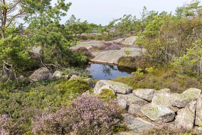 Gerahmter Druck : Wasserpunkte auf dem Vetteberg, Fjallbacka, Vastra Gotalands lan, Schweden Gerahmter Druck : Wasserpunkte auf dem Vetteberg, Fjallbacka, Vastra Gotalands lan, Schweden