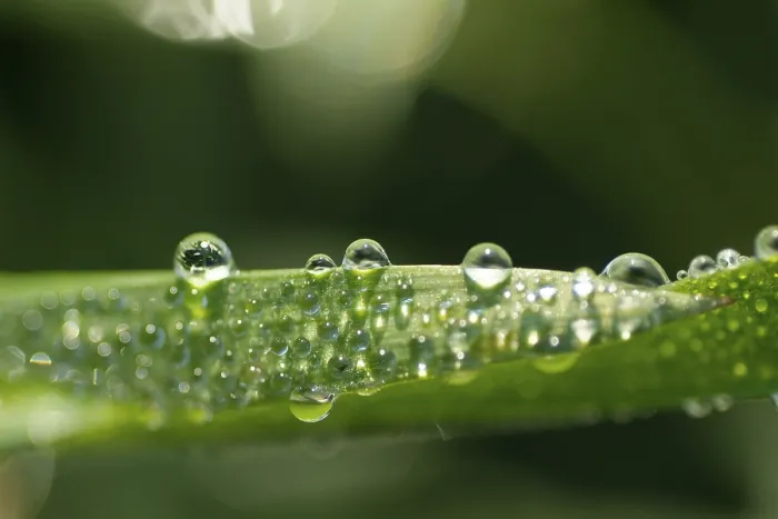 Gerahmter Druck : Wassertropfen auf Blatt. Gerahmter Druck : Wassertropfen auf Blatt.
