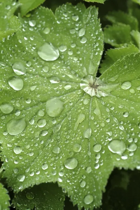 Gerahmter Druck : Wassertropfen auf Blatt. Gerahmter Druck : Wassertropfen auf Blatt.