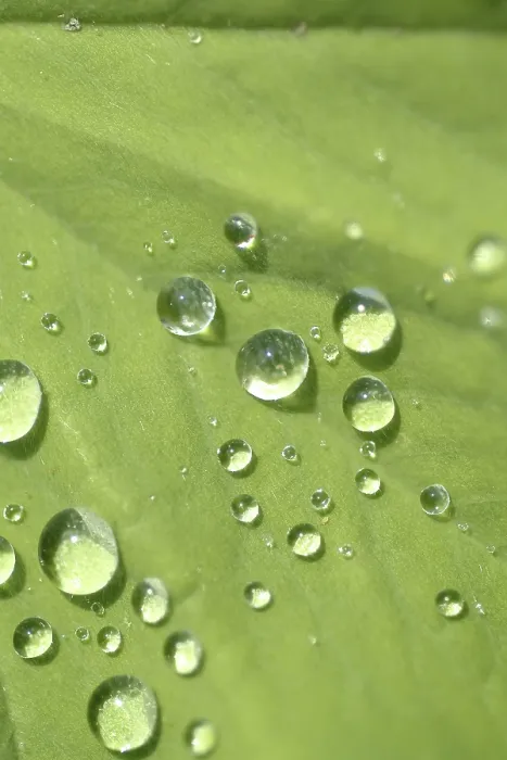Gerahmter Druck : Wassertröpfchen auf Blatt. Gerahmter Druck : Wassertröpfchen auf Blatt.