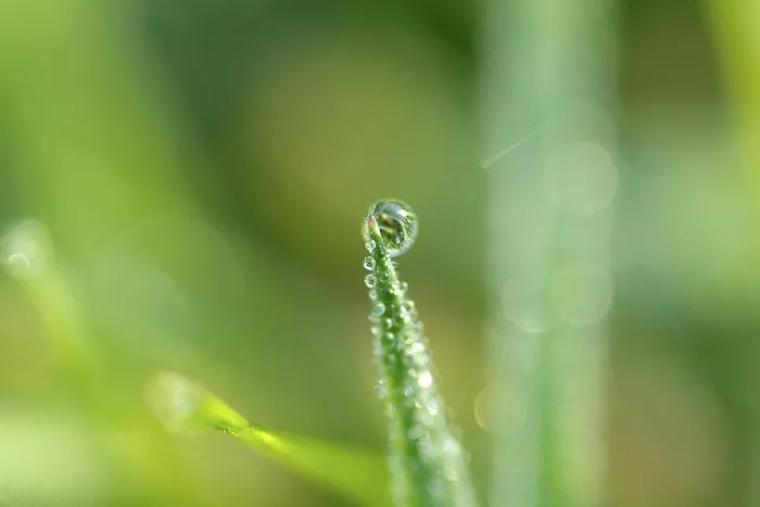 Gerahmter Druck : Wassertropfen auf Blatt