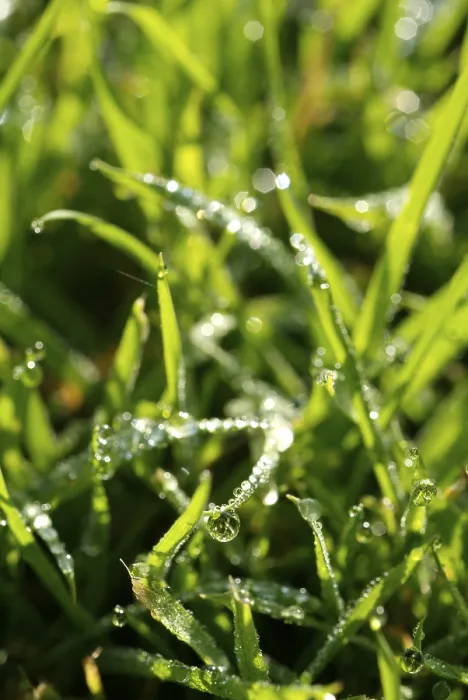 Gerahmter Druck : Wassertropfen auf Blatt. Gerahmter Druck : Wassertropfen auf Blatt.