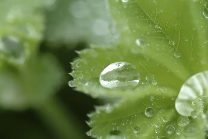 Gerahmter Druck : Wassertropfen auf Blatt. Gerahmter Druck : Wassertropfen auf Blatt.