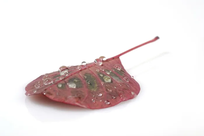 Gerahmter Druck : Wassertröpfchen auf einer Blatt. Gerahmter Druck : Wassertröpfchen auf einer Blatt.