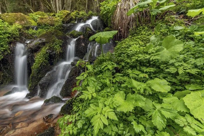 Gerahmter Druck : Wasserfall in einem Bergwald zu Frühling. Gerahmter Druck : Wasserfall in einem Bergwald zu Frühling.