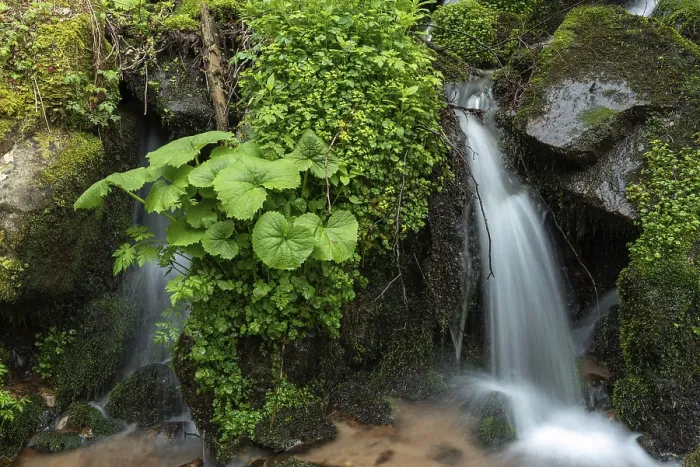 Gerahmter Druck : Wasserfall in einem Bergwald im Frühling. Gerahmter Druck : Wasserfall in einem Bergwald im Frühling.