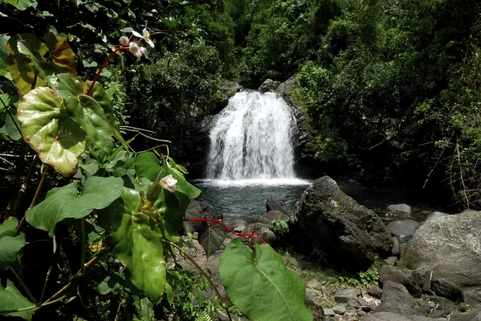 Gerahmter Druck : Wasserfall im Urwald. Gerahmter Druck : Wasserfall im Urwald.
