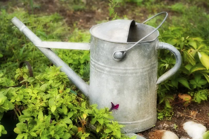 Gerahmter Druck : Watering-can Gerahmter Druck : Watering-can