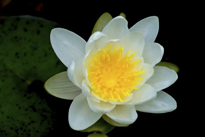 Gerahmter Druck : Wasserschwalbe (Nymphaea) Gerahmter Druck : Wasserschwalbe (Nymphaea)
