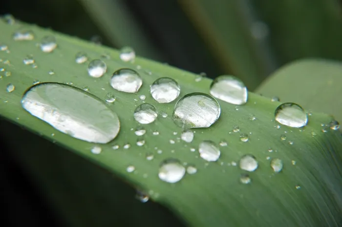 Gerahmter Druck : Wassertropfen auf einer Blatt. Gerahmter Druck : Wassertropfen auf einer Blatt.