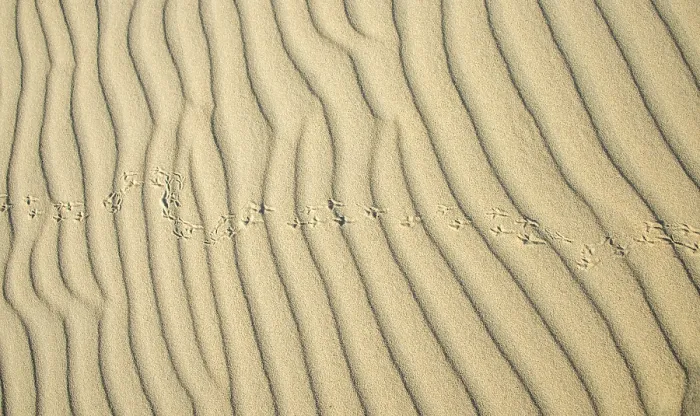 Gerahmter Druck : Wellenmuster und Spuren eines Vogels in hellem Sand. Gerahmter Druck : Wellenmuster und Spuren eines Vogels in hellem Sand.