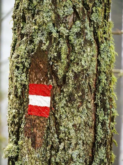 Gerahmter Druck : Markierung auf einem moosigen Baumstamm. Gerahmter Druck : Markierung auf einem moosigen Baumstamm.