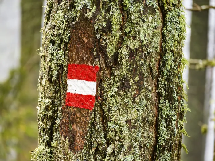 Gerahmter Druck : Markierung auf einem moosigen Baumstamm.