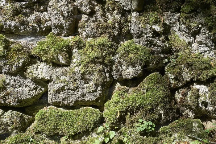 Gerahmter Druck : Verwitterter und moosbedeckter Kalksteinmauer. Gerahmter Druck : Verwitterter und moosbedeckter Kalksteinmauer.