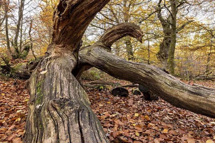 Gerahmter Druck : Verwitterter Baumstamm im Herbstwald. Gerahmter Druck : Verwitterter Baumstamm im Herbstwald.