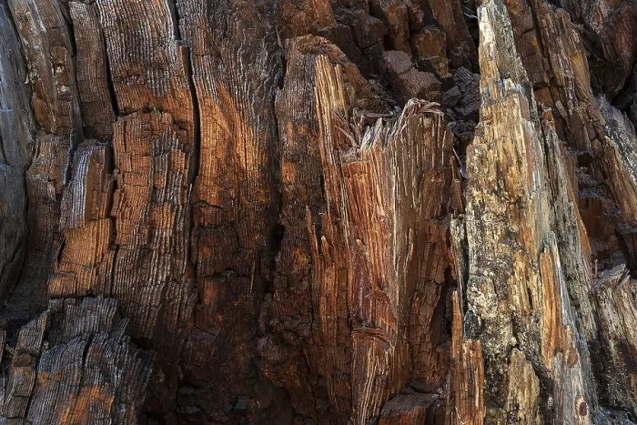 Gerahmter Druck : Verwitterter Holzstamm eines Baumes. Gerahmter Druck : Verwitterter Holzstamm eines Baumes.