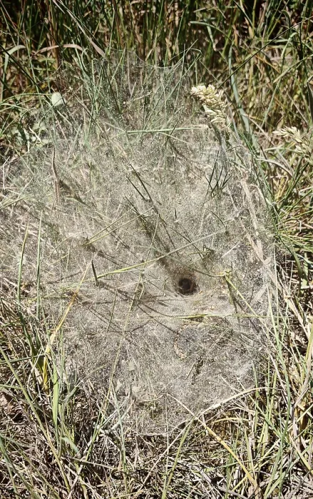 Gerahmter Druck : Die Spinne eines Ameisenspinners (Coelotes terrestris) im Gras. Gerahmter Druck : Die Spinne eines Ameisenspinners (Coelotes terrestris) im Gras.