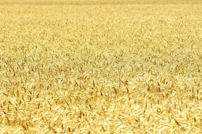 Gerahmter Druck : Ein Beeten mit Unkraut. Gerahmter Druck : Ein Beeten mit Unkraut.