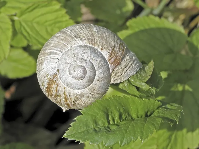 Gerahmter Druck : Weinbergschnecke