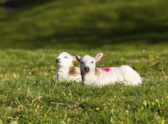 Gerahmter Druck : Zwei weiße Welsh-Schafe in einem Frühlingsfeld Gerahmter Druck : Zwei weiße Welsh-Schafe in einem Frühlingsfeld