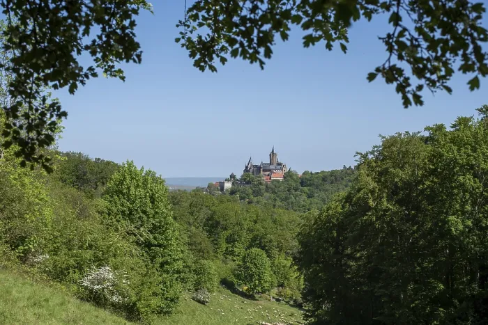 Gerahmter Druck : Wernigeröder Schloss in den Harzgebirgen Gerahmter Druck : Wernigeröder Schloss in den Harzgebirgen