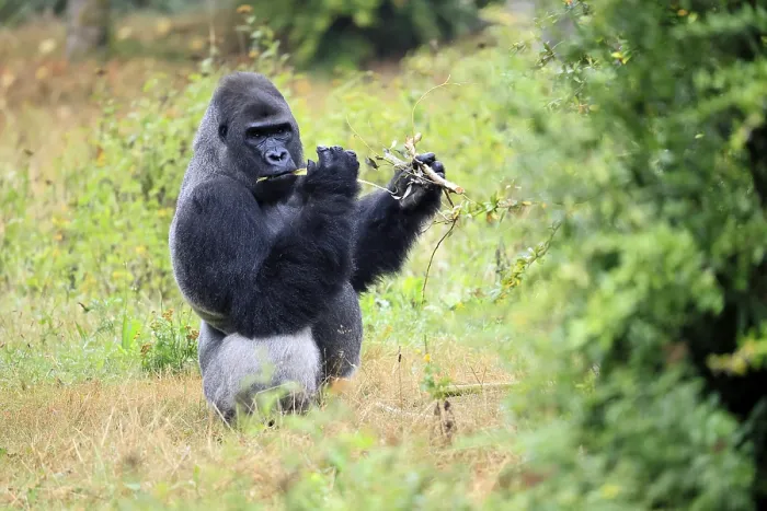Gerahmter Druck : Westlicher Gorilla (Gorilla gorilla)