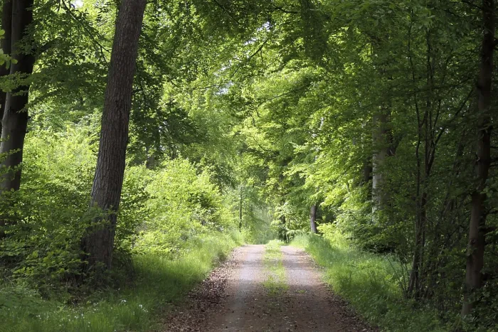 Gerahmter Druck : Westerwald-Waldpfad