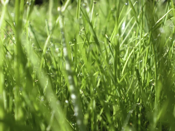 Gerahmter Druck : Nasses Gras. Gerahmter Druck : Nasses Gras.