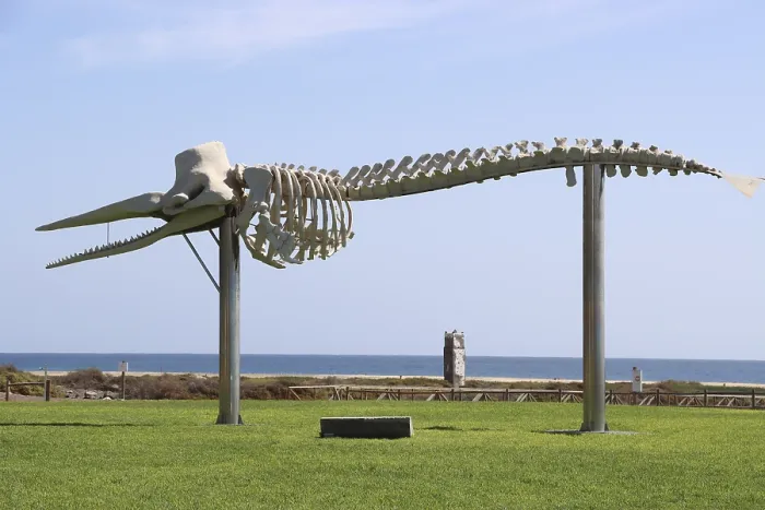 Gerahmter Druck : Skelett eines angeschwemmten Spermwals (Physeter macrocephalus). Gerahmter Druck : Skelett eines angeschwemmten Spermwals (Physeter macrocephalus).