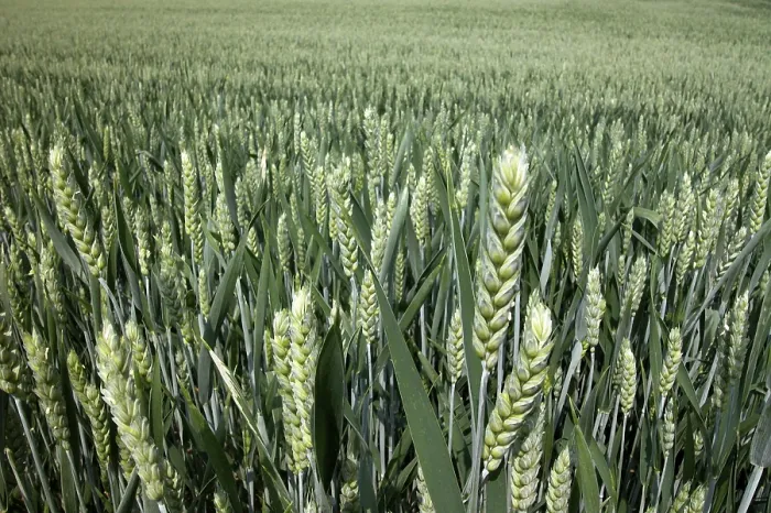 Gerahmter Druck : Wheat