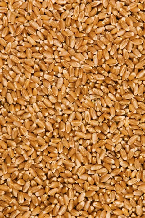 Gerahmter Druck : Wheat Gerahmter Druck : Wheat