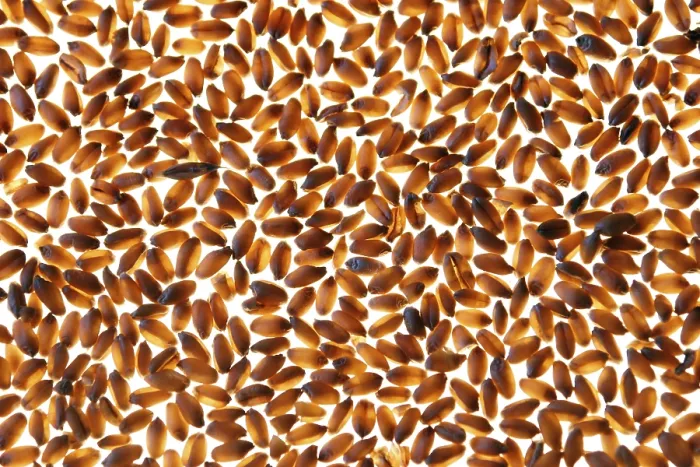 Gerahmter Druck : Wheat Gerahmter Druck : Wheat
