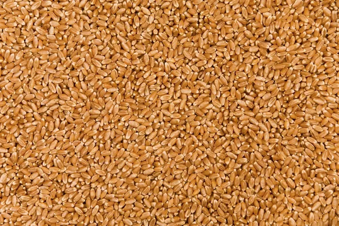 Gerahmter Druck : Wheat Gerahmter Druck : Wheat