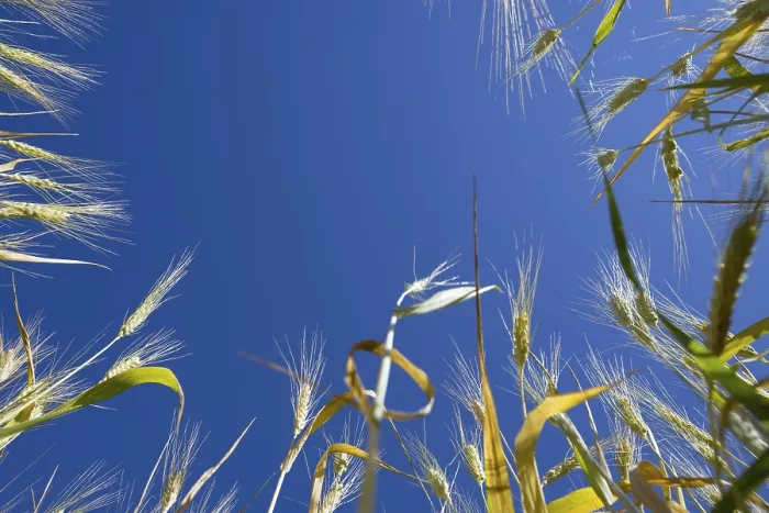 Gerahmter Druck : Weizenfeld mit blauem Himmel. Gerahmter Druck : Weizenfeld mit blauem Himmel.