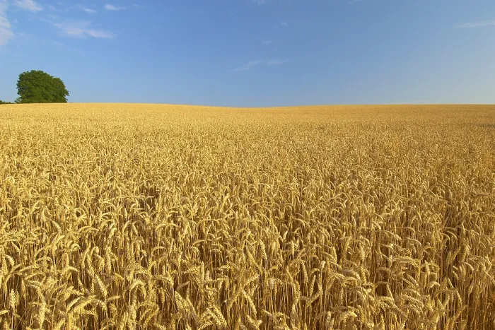 Gerahmter Druck : Weizenfeld mit blauem Himmel in der Hochsommerzeit. Gerahmter Druck : Weizenfeld mit blauem Himmel in der Hochsommerzeit.