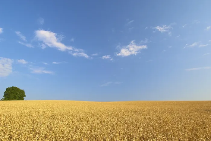 Gerahmter Druck : Weizenfeld mit blauem Himmel im Hochsommer. Gerahmter Druck : Weizenfeld mit blauem Himmel im Hochsommer.