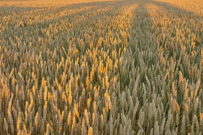 Gerahmter Druck : Weizenfeld, inmitten der Hochsommerzeit, von der Sonne erhellt. Gerahmter Druck : Weizenfeld, inmitten der Hochsommerzeit, von der Sonne erhellt.